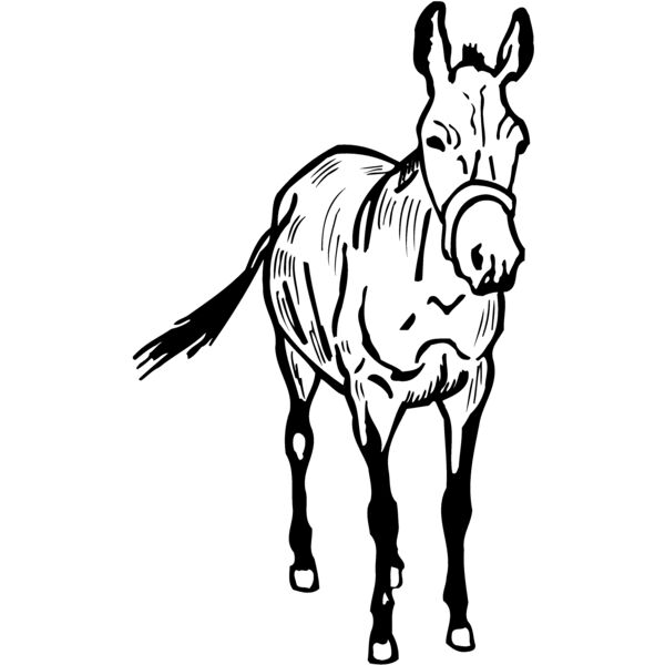 BURRO010 Thumbnail