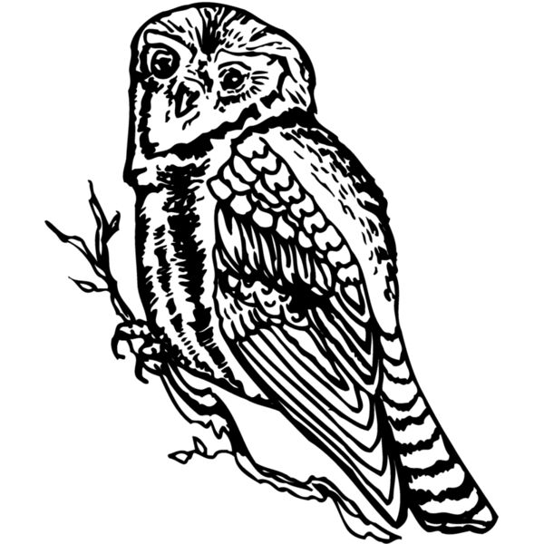 BIRD048 Thumbnail