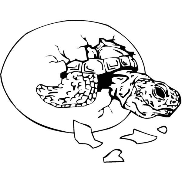 hatchingturtle Thumbnail