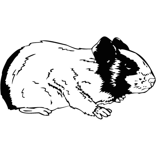 guineapig Thumbnail