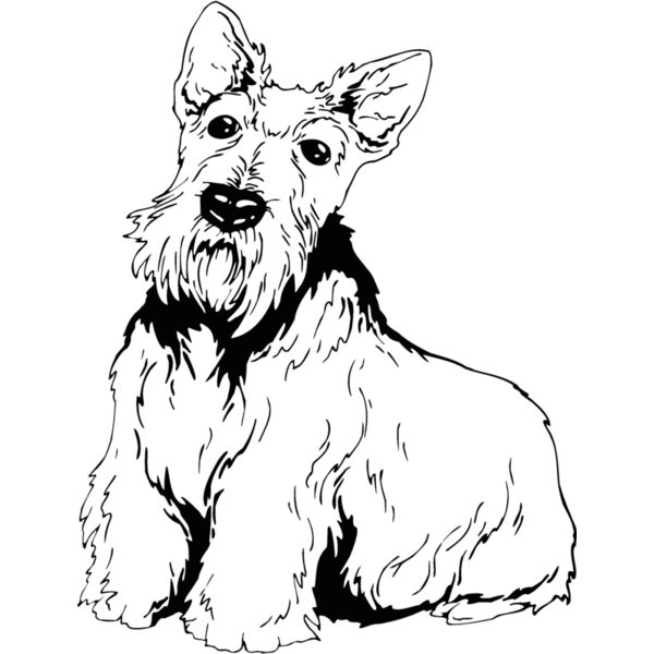 scottish terrier 2 Thumbnail